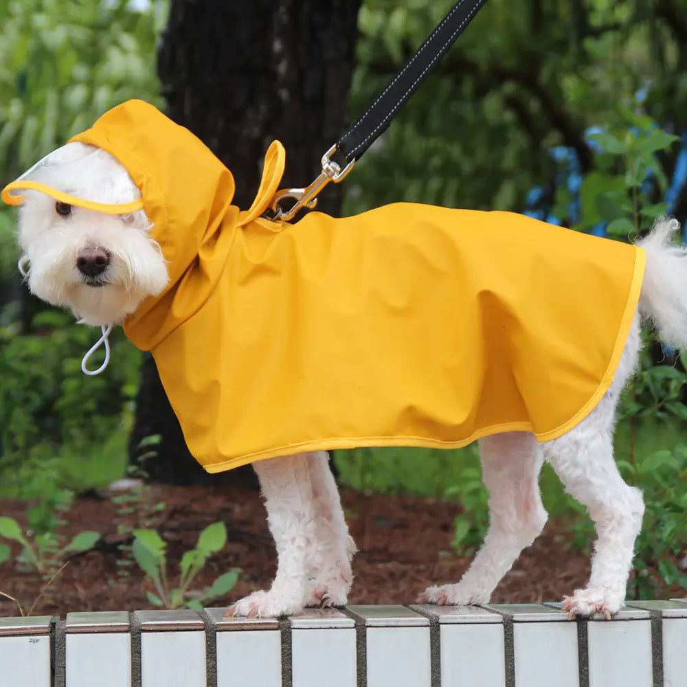Transparent Brim Dog Raincoat with Bellyband